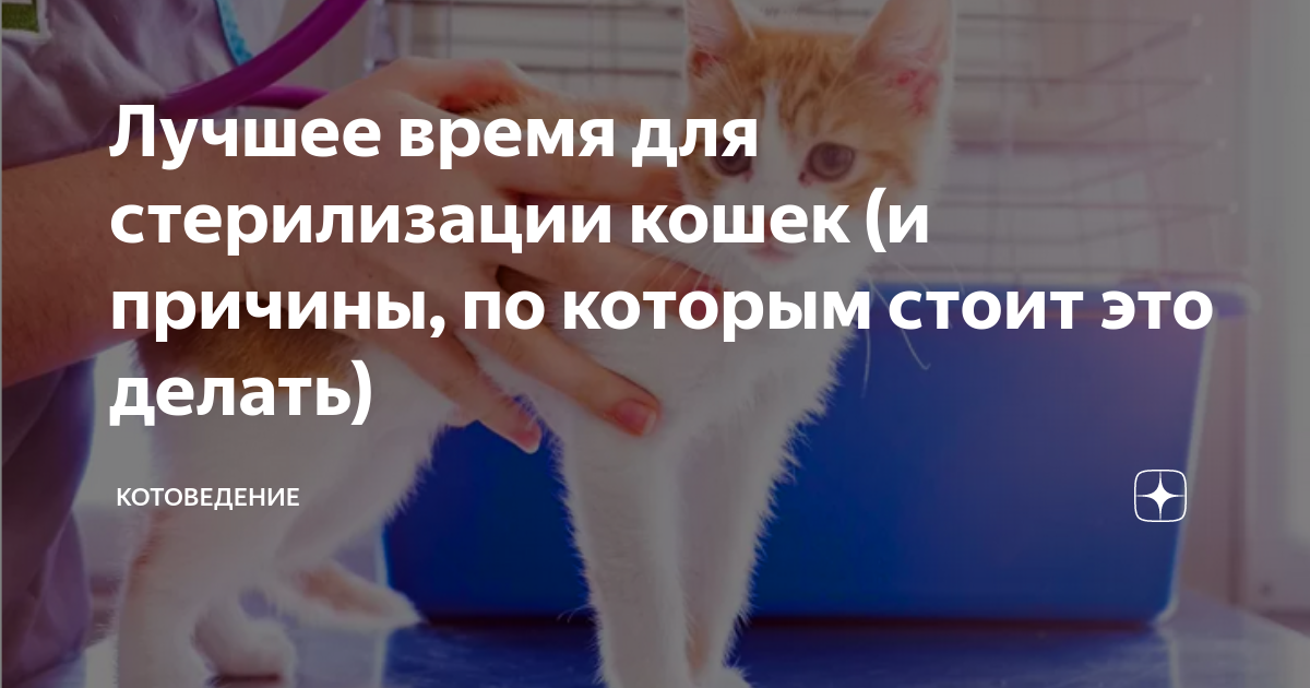 сколько дней кошка может не есть после стерилизации