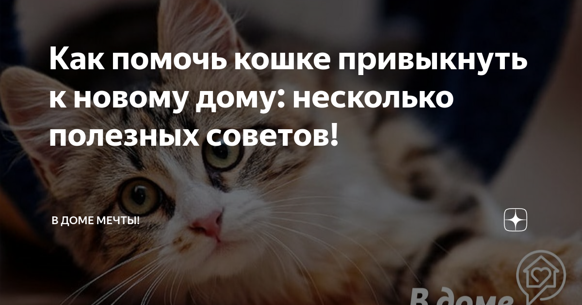 Как помочь кошке привыкнуть к новому дому: несколько полезных советов! | В  доме мечты! | Дзен