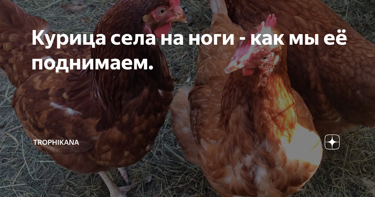 Курица упала в туалет