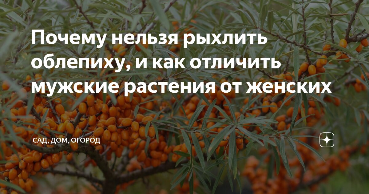 Зачем садовод осенью огэ. Облепиха мужское дерево. Облепиха отличие мужской от женской. Как отличить облепиху. Облепиха как отличить женские.