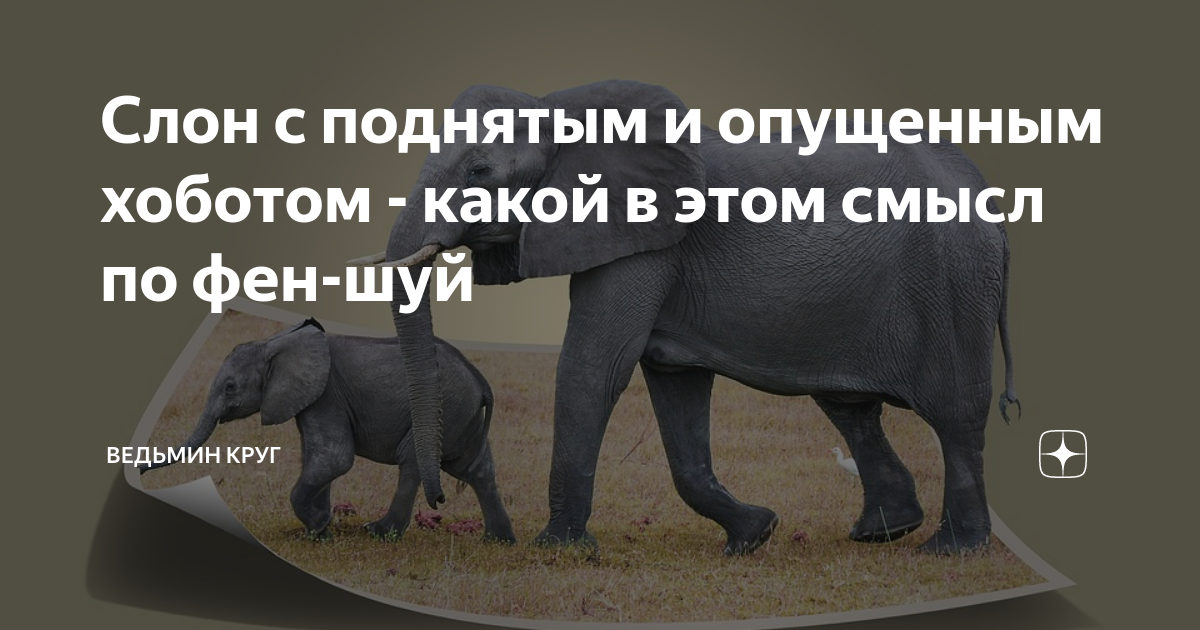 Саванный слон. Кто был носорогом. Злые слоны. Черные слоны. Слон на заставку телефона.
