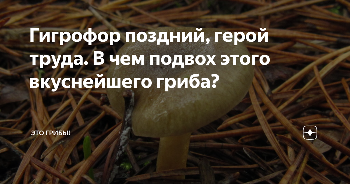 Оптимальные сроки для поиска этого гриба