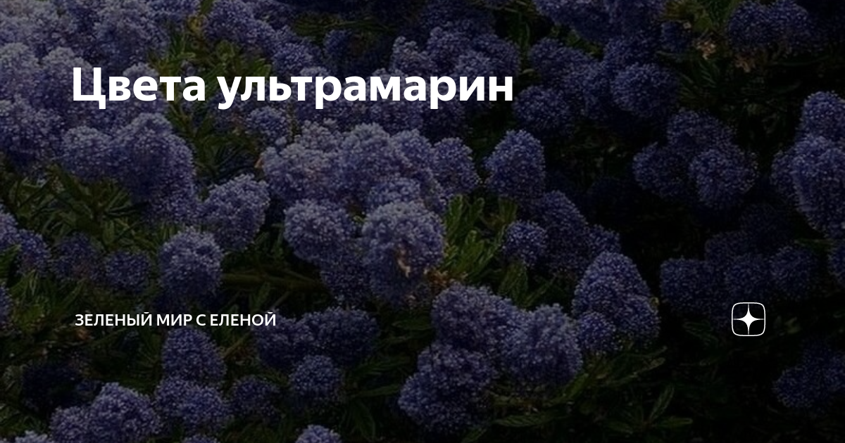 Машина времени цвета ультрамарин. Синяя птица макаревич. Ваз 2109 кэнди ультрамарин. Kingsta. Машина времени цвета ультрамарин.