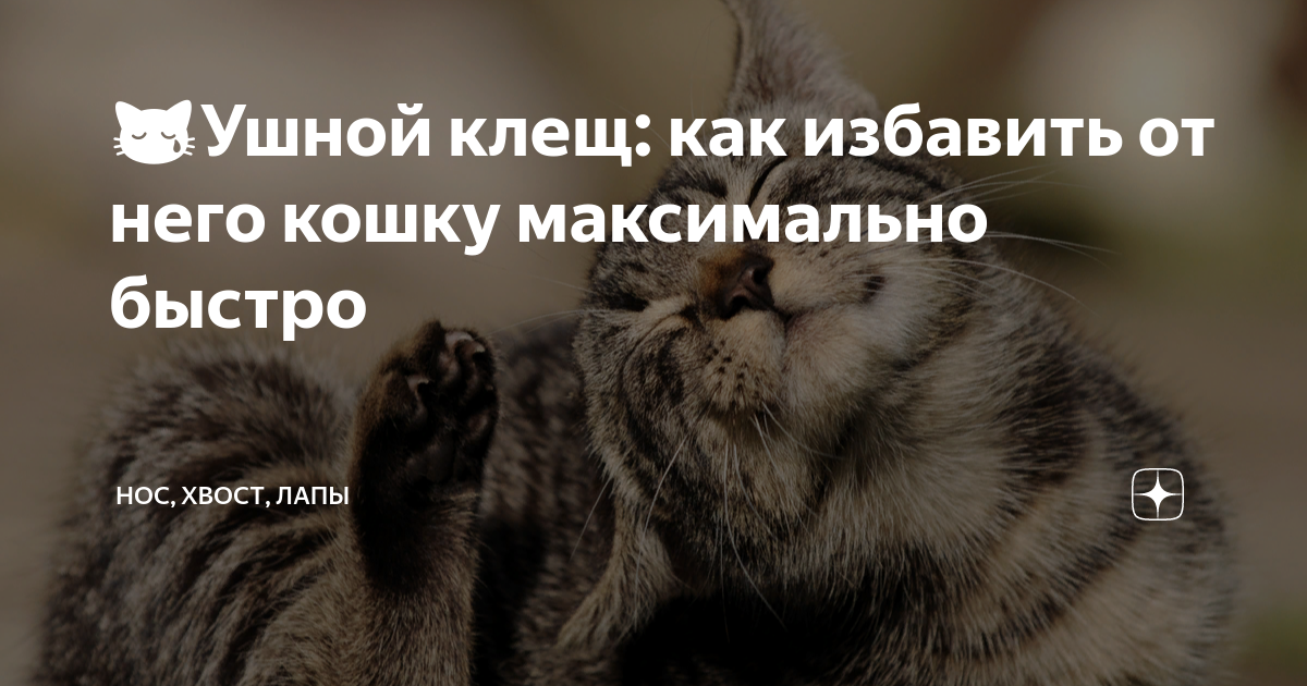 😿Ушной клещ: как избавить от него кошку максимально быстро | Нос, хвост ...