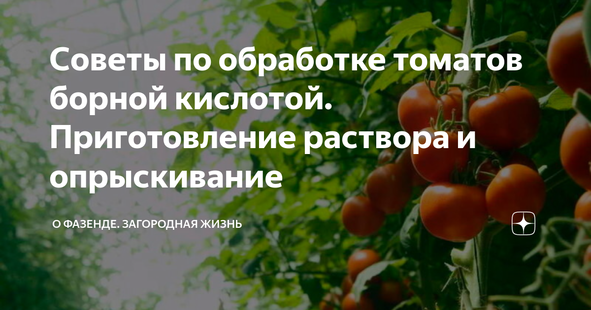 Когда лучше опрыскивать помидоры борной кислотой. Обработка томатов борной кислотой. Обработка томатов борной кислотой во время цветения. Ожог томатов борной кислотой фото. Нужно ли опрыскивать рассаду помидор борной кислотой.