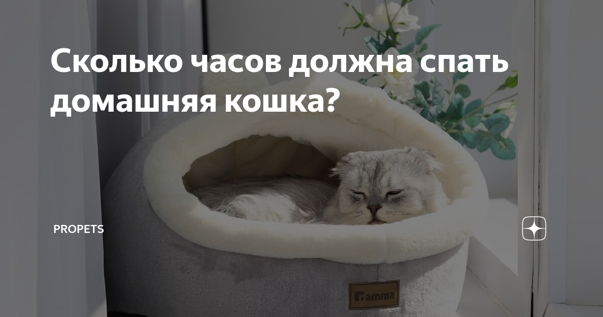 сколько часов кошка спит
