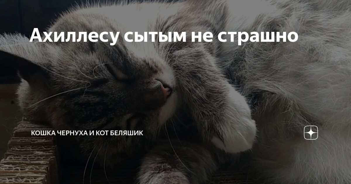 дзен коты беляшик и чернуха. дзен коты беляшик и чернуха. кошка чернуха и кот беляшик. чернуха и беляшик. дзен коты беляшик и чернуха.