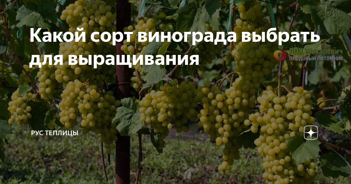 Какой сорт винограда выбрать для выращивания | Рус теплицы | Дзен