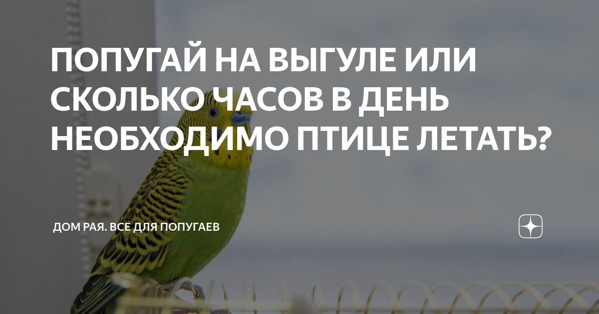 ПОПУГАЙ НА ВЫГУЛЕ ИЛИ СКОЛЬКО ЧАСОВ В ДЕНЬ НЕОБХОДИМО ПТИЦЕ ЛЕТАТЬ? | Дом  Рая. ВСЁ ДЛЯ ПОПУГАЕВ | Дзен