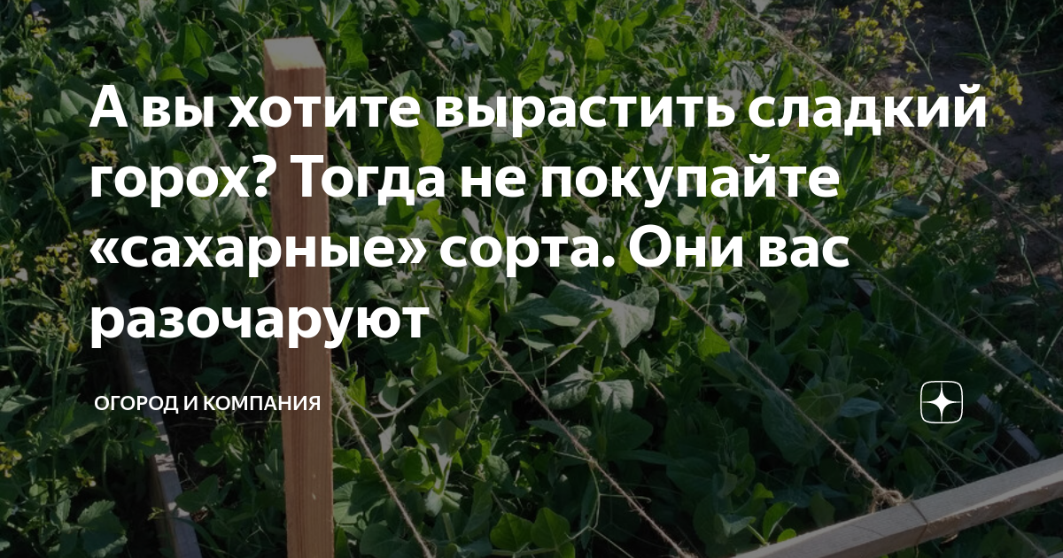 А вы хотите вырастить сладкий горох? Тогда не покупайте «сахарные ...