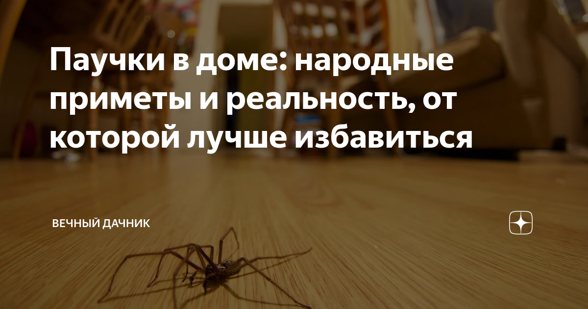 Почему нельзя убивать пауков? Вот что об этом говорят Библия и народные приметы