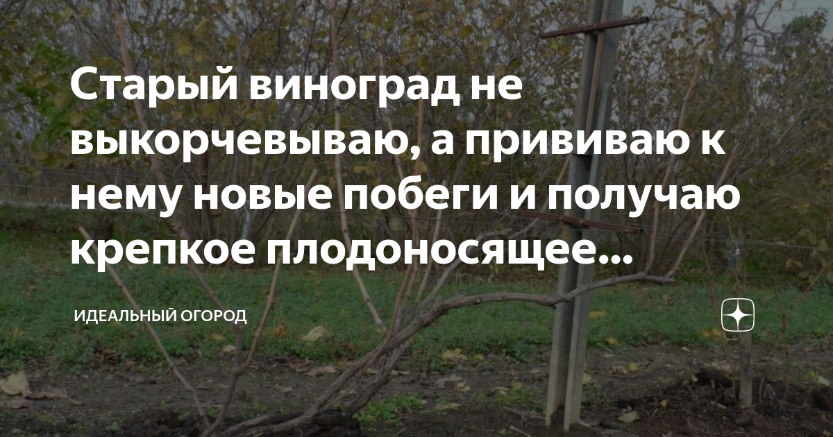 Старый виноград не выкорчевываю, а прививаю к нему новые побеги и ...
