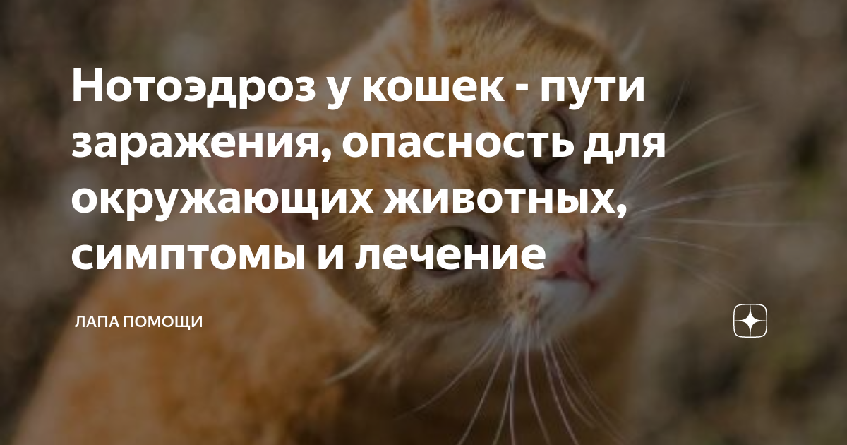 Нотоэдроз у кошек - симптомы, причины и эффективное лечение