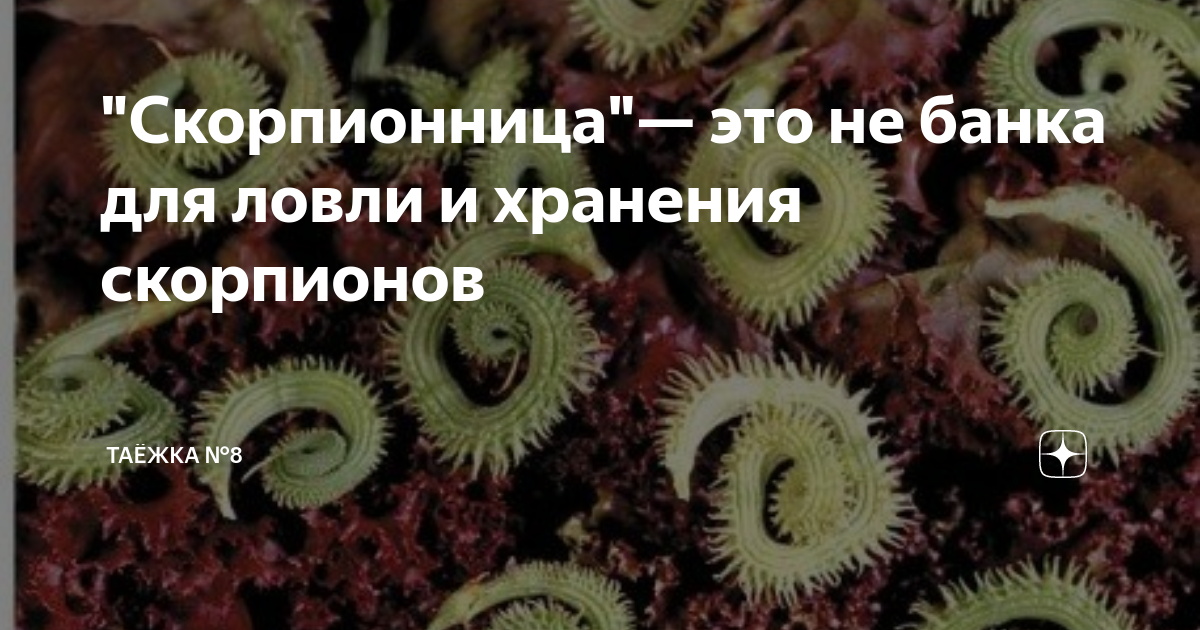 Таежка 8 дзен. Соль с голубым пажитником. Зима сибирь огни зоны. Прострел болезнь. Таежка 8 дзен.