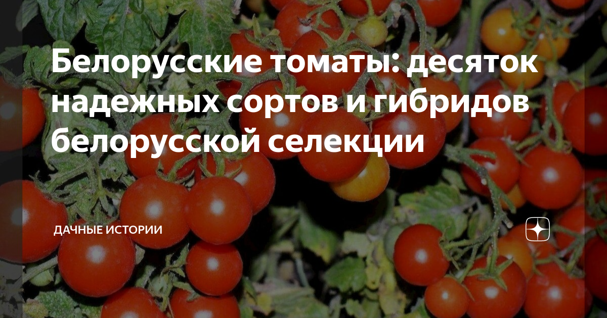 Белорусские томаты: десяток надежных сортов и гибридов белорусской ...