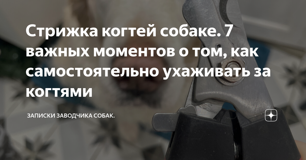 Стрижка когтей собаке. 7 важных моментов о том, как самостоятельно ...