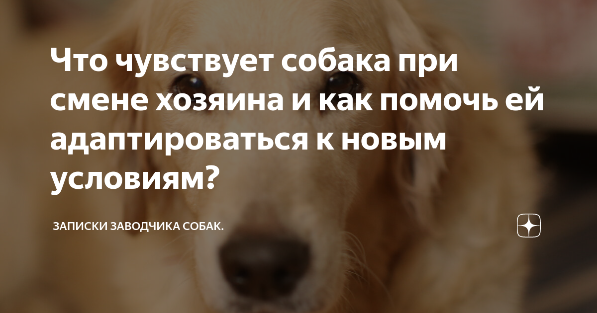 Что чувствует собака при смене хозяина и как помочь ей адаптироваться к  новым условиям? | Собакологика. Записки заводчика | Дзен