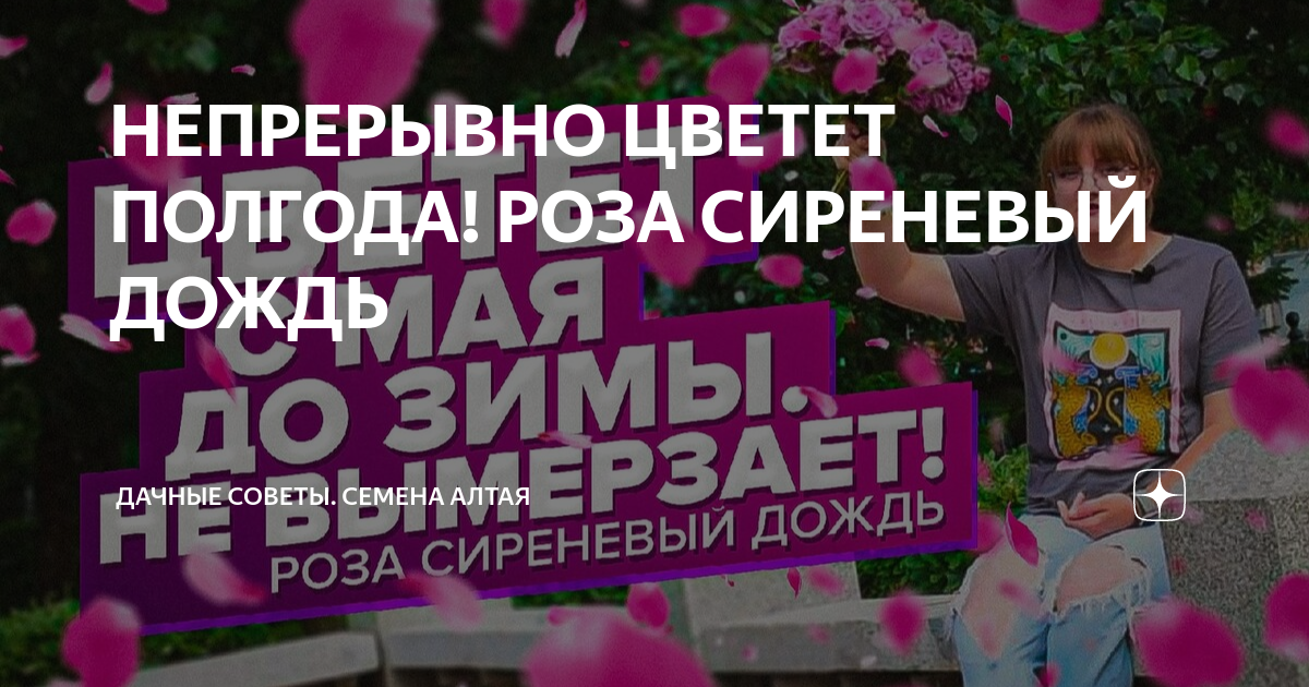 НЕПРЕРЫВНО ЦВЕТЕТ ПОЛГОДА! РОЗА СИРЕНЕВЫЙ ДОЖДЬ | Семена Алтая. Дачные ...