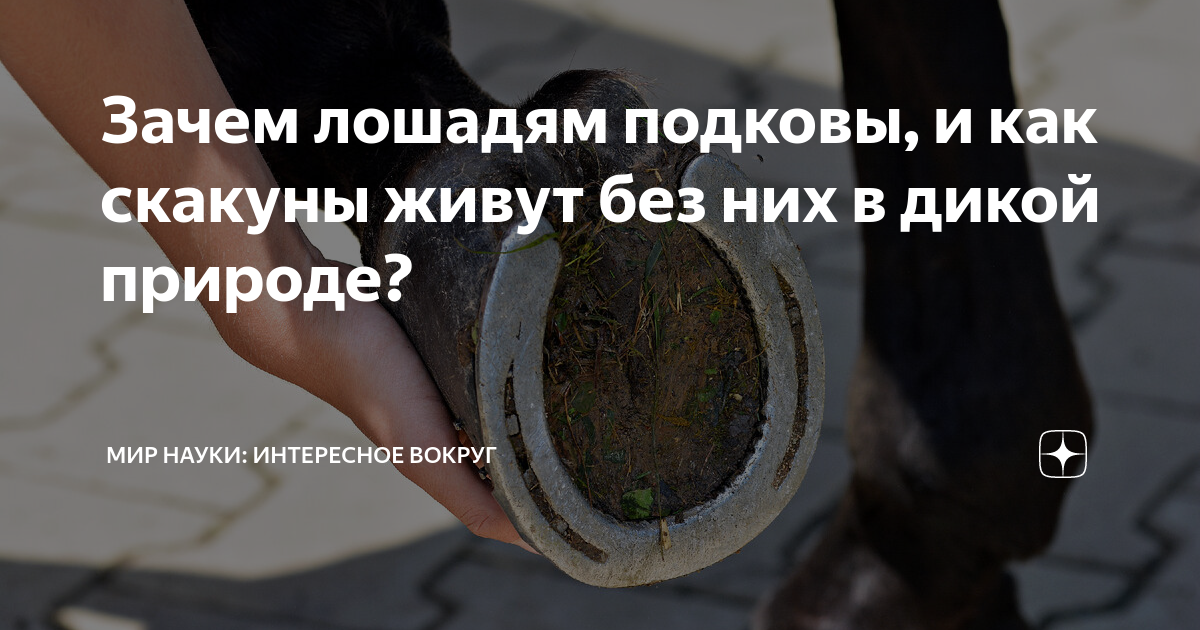 Зачем лошадям подковы, и как скакуны живут без них в дикой природе ...