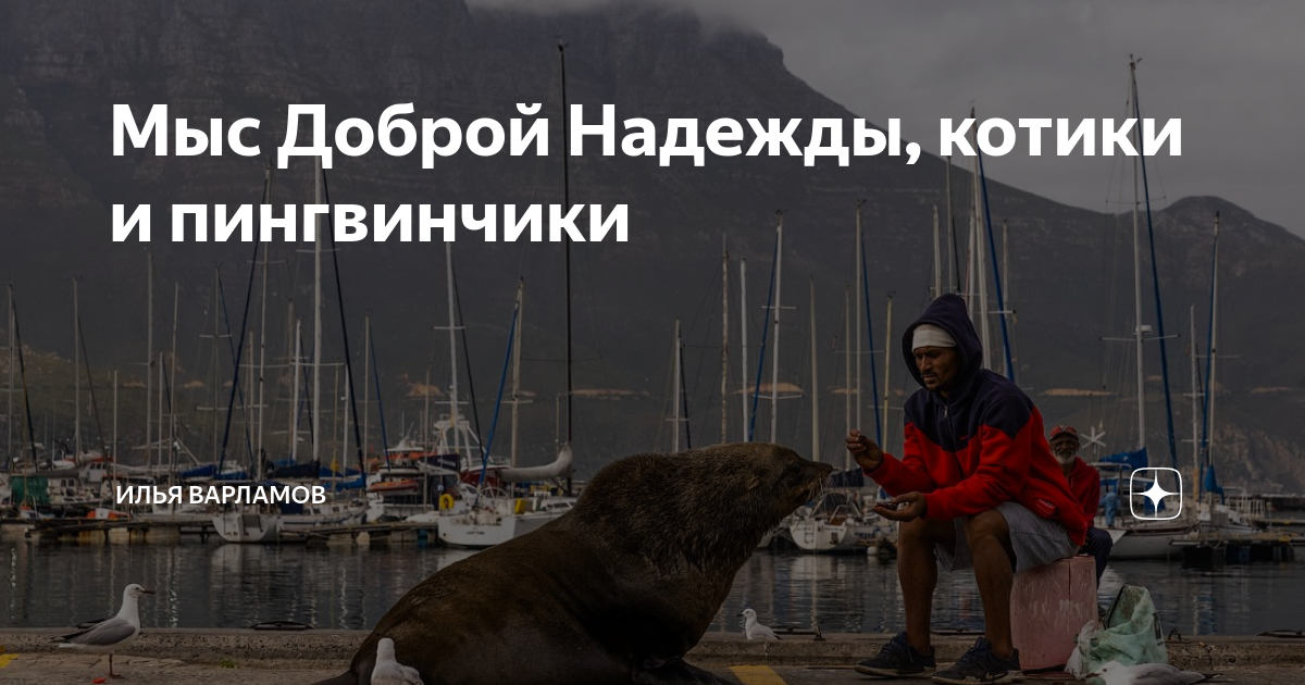 Мыс Доброй Надежды, котики и пингвинчики | Илья Варламов | Дзен