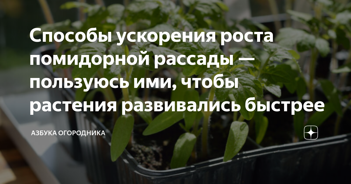 Способы ускорения роста помидорной рассады — пользуюсь ими, чтобы ...
