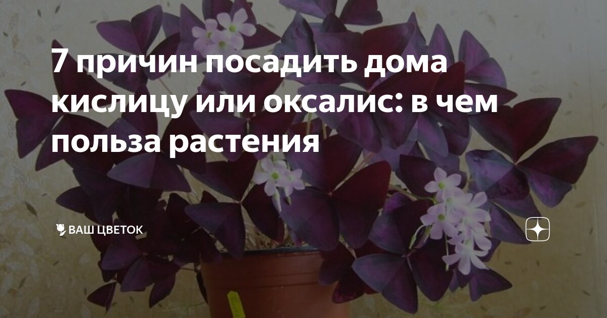 Цветок бабочка — Оксалис, или Кислица. Уход в домашних условиях. Фото — Ботаничка