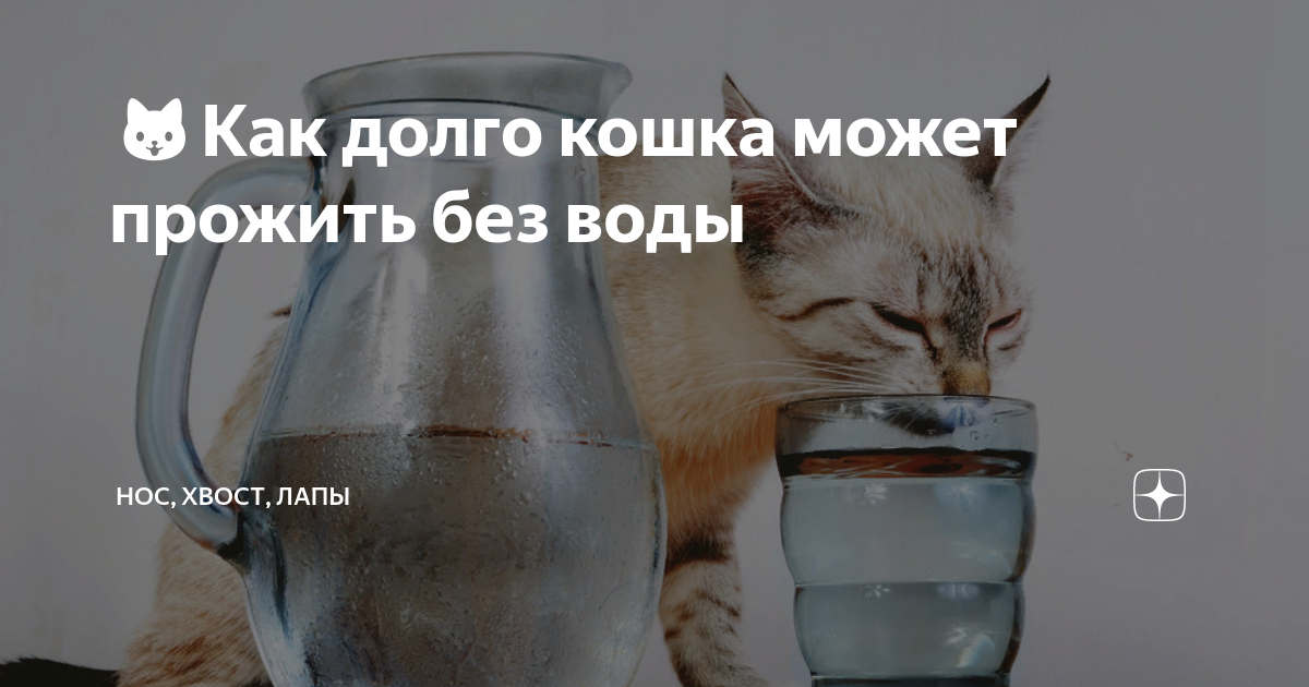 Сколько кошки могут прожить без воды. Сколько дней кошки могут прожить без еды и воды. Сколько дней кот может прожить без еды. Сколько дней собака может прожить без воды. Сколько дней кошки могут жить без воды.