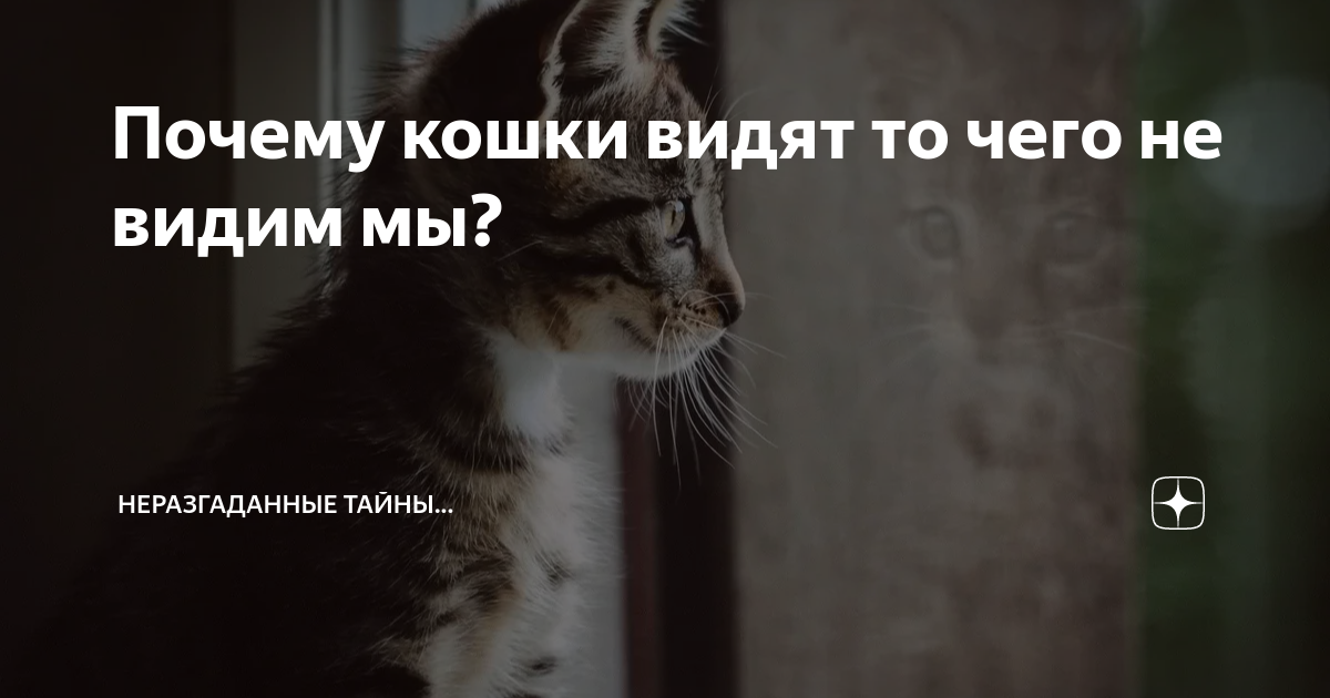 Почему кошки видят то чего не видим мы? | Неразгаданные тайны... | Дзен