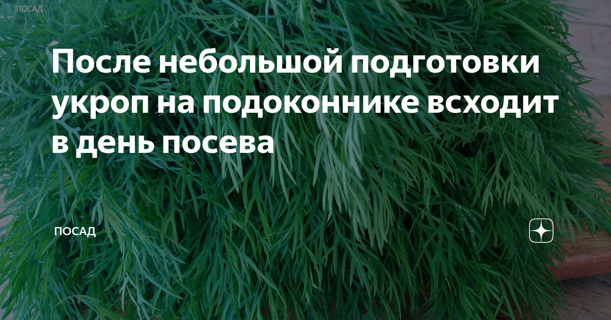 Через сколько дней после посева всходит укроп. Какой всходит укроп после посева. укроп взойдет через 3 дня - бабушкин хитрый метод.