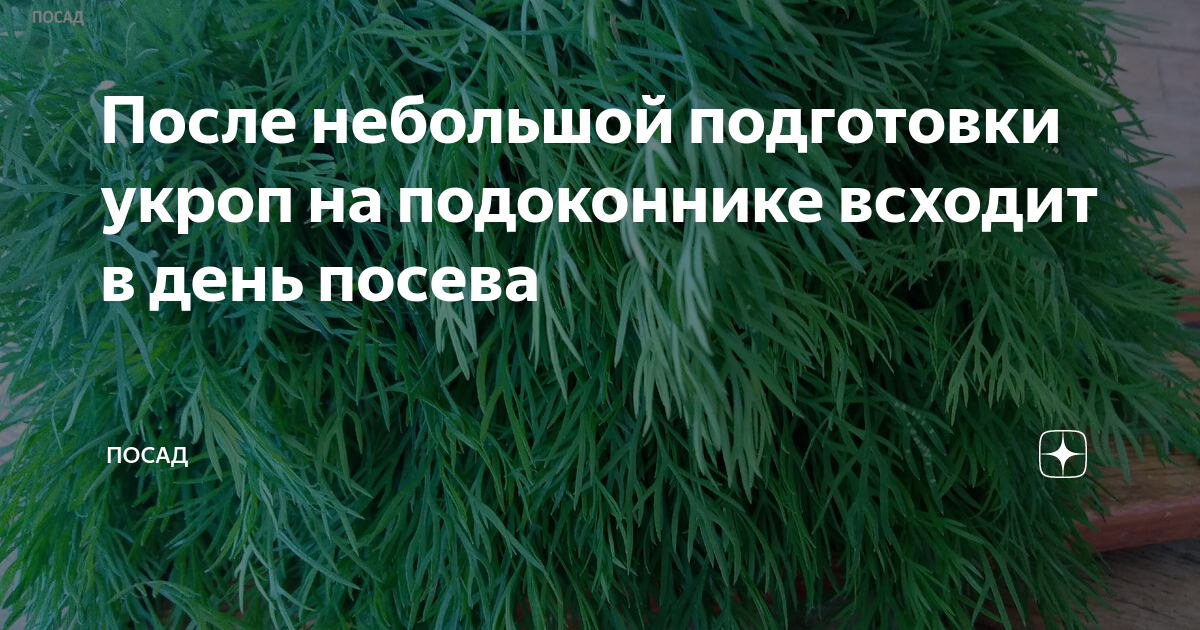 Через сколько дней взойдет укроп после посева. Какой всходит укроп после посева. Укроп взойдет через 3 дня - Бабушкин хитрый метод.