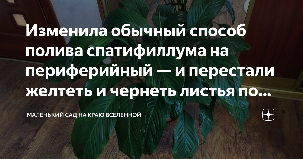 Изменила обычный способ полива спатифиллума на периферийный — и ...
