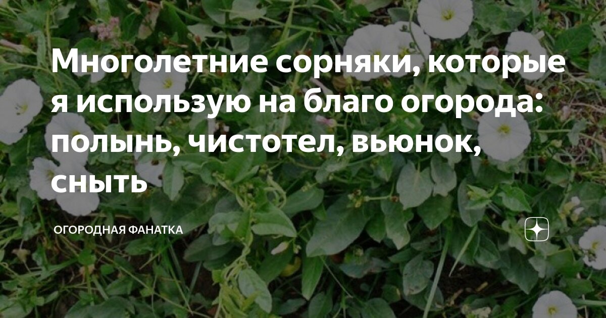 Многолетние сорняки, которые я использую на благо огорода: полынь ...