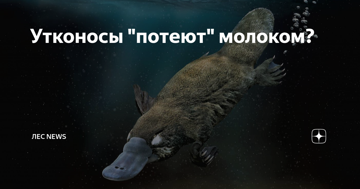Утконосы потеют молоком правда ли. Утконос плывет. Птенец утконоса. Утконос плавает. Утконос смешные картинки.