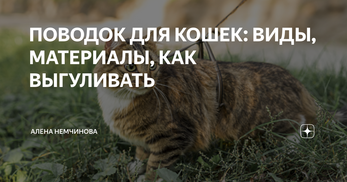 ПОВОДОК ДЛЯ КОШЕК: ВИДЫ, МАТЕРИАЛЫ, КАК ВЫГУЛИВАТЬ | Алёна Немчинова | Дзен