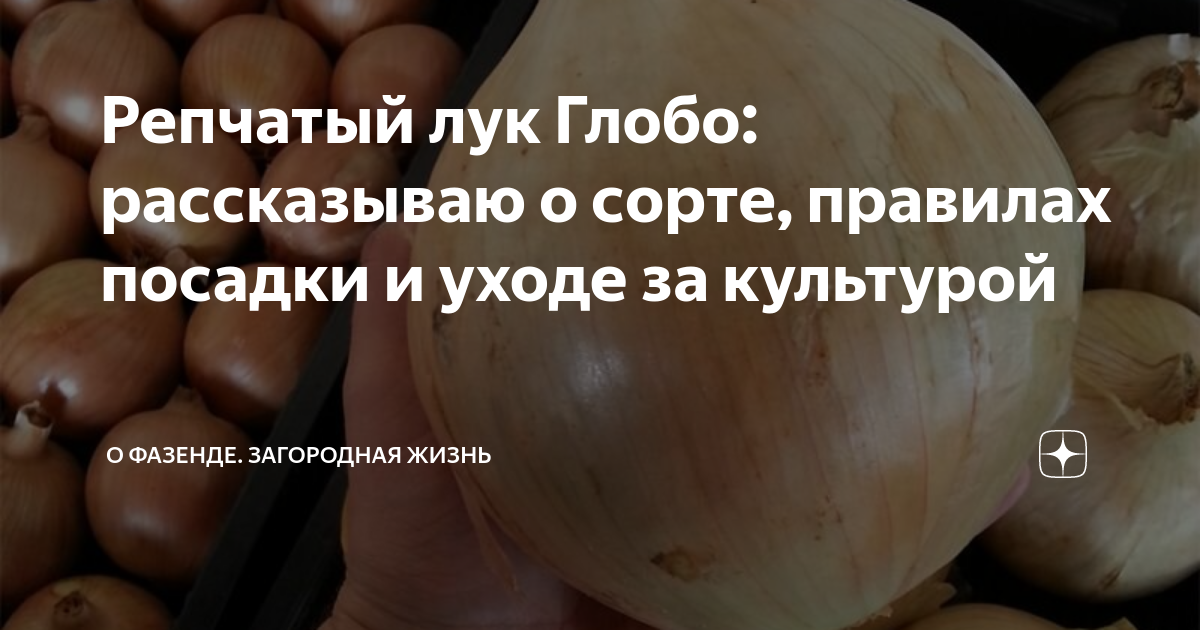 Насіння Гігантське цибулі Globo - Ціна: € 1.75