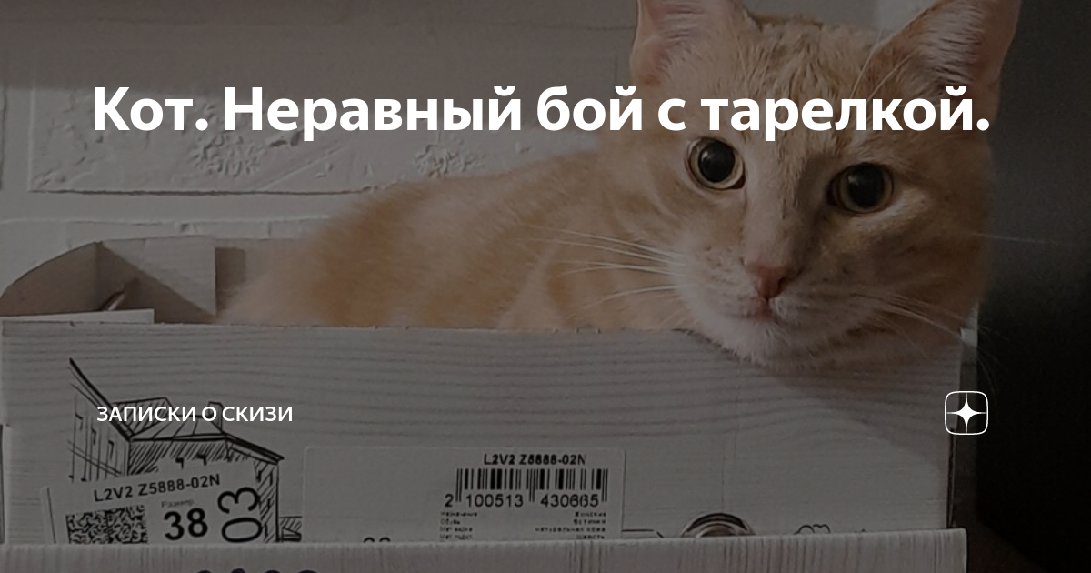 Кот. Неравный бой с тарелкой. | Записки о Скизи | Дзен