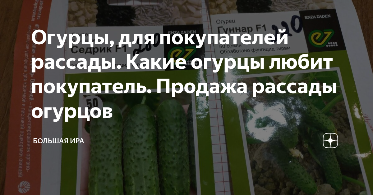 Огурцы, для покупателей рассады. Какие огурцы любит покупатель. Продажа ...