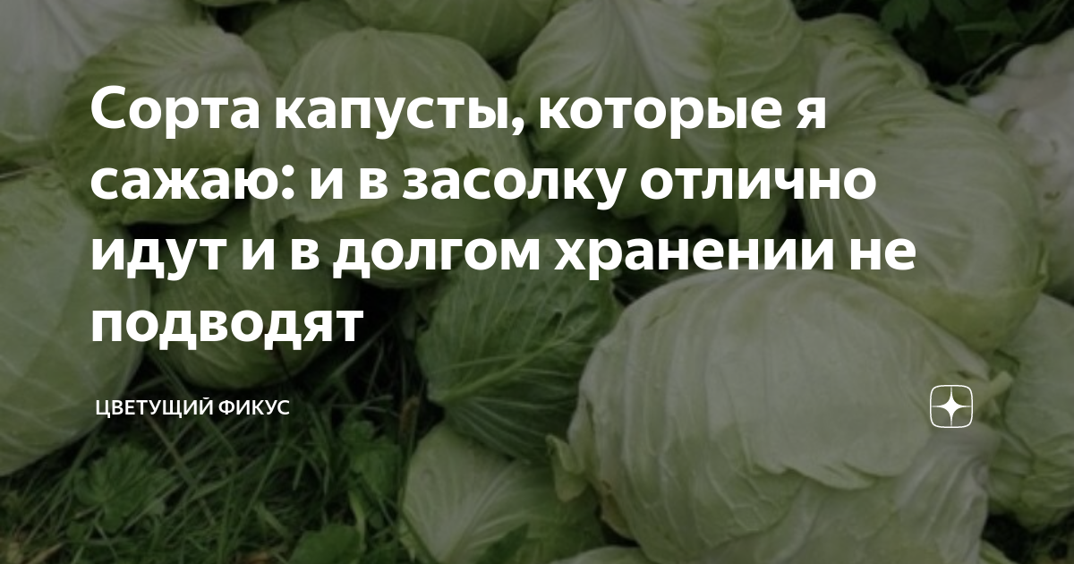 Сорта капусты, которые я сажаю: и в засолку отлично идут и в долгом хранении не подводят