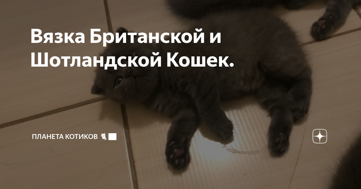 ⚠️Почему Британца Нельзя вязать с Шотландцем❗ | КоТ😼 и Кошка😻 | Дзен