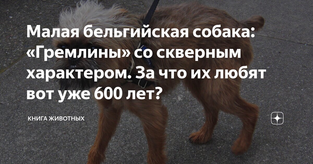 Малая бельгийская собака: «Гремлины» со скверным характером. За что их ...