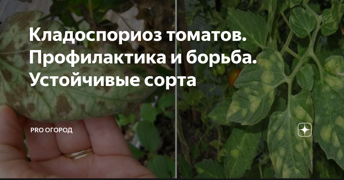 Как защитить помидоры от грибковых заболеваний: профилактика + 3 рецепта спреев 