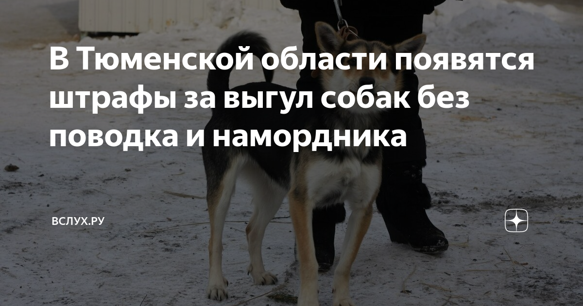 Штраф за выгул собак. Штраф за выгул собак без поводка. Выгул собак объявление. Собака без намордника штраф. Штраф за выгул собак без поводка.