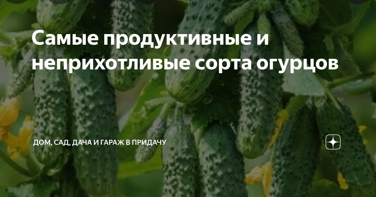 Самые продуктивные и неприхотливые сорта огурцов | Дом, сад, дача и ...