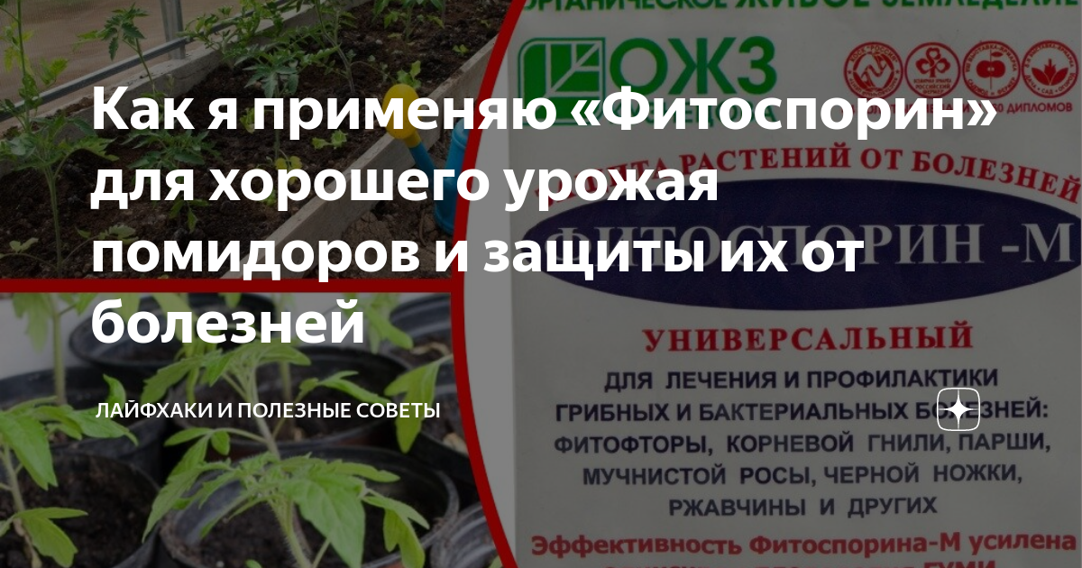 Обработка фитоспорином помидоров в теплице