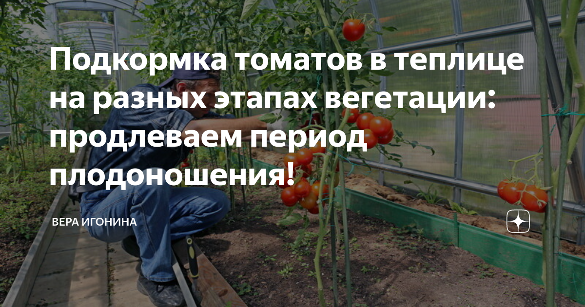 Подкормка томатов своими руками