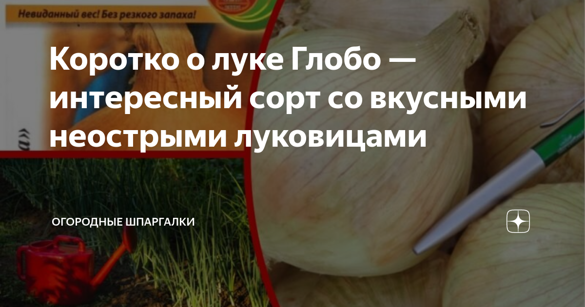 Репчатый лук Глобо: рассказываю о сорте, правилах посадки и уходе за культурой О