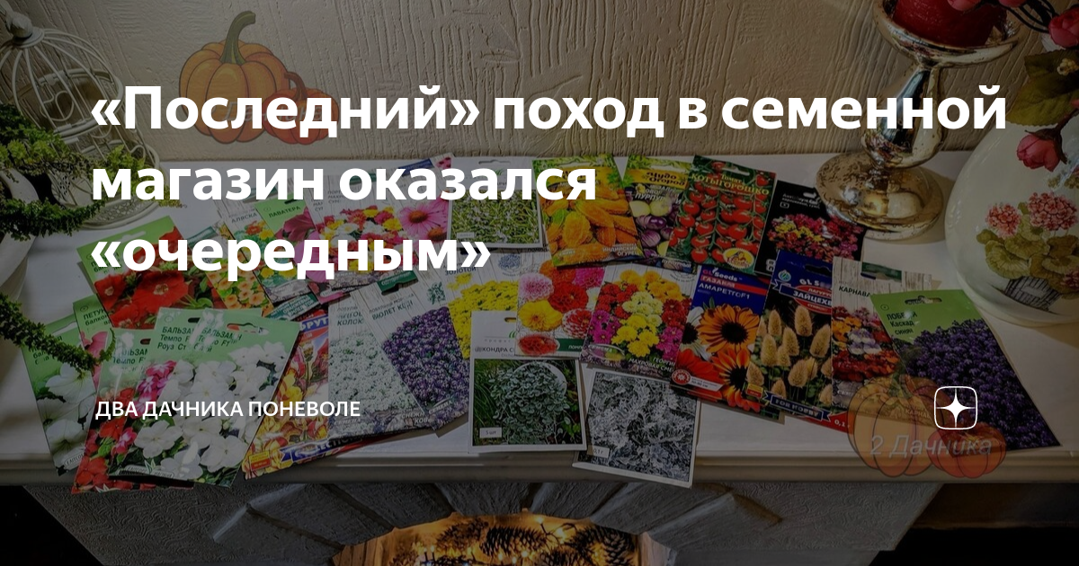 «Последний» поход в семенной магазин оказался «очередным» | Два дачника ...