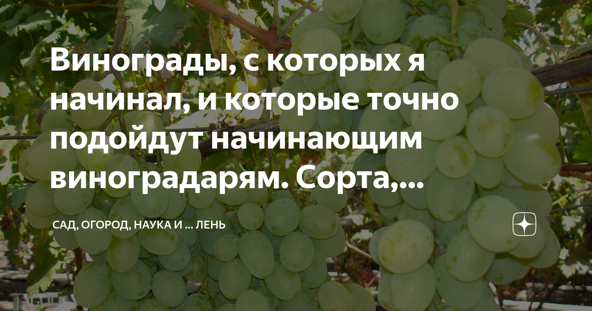 Винограды, с которых я начинал, и которые точно подойдут начинающим ...