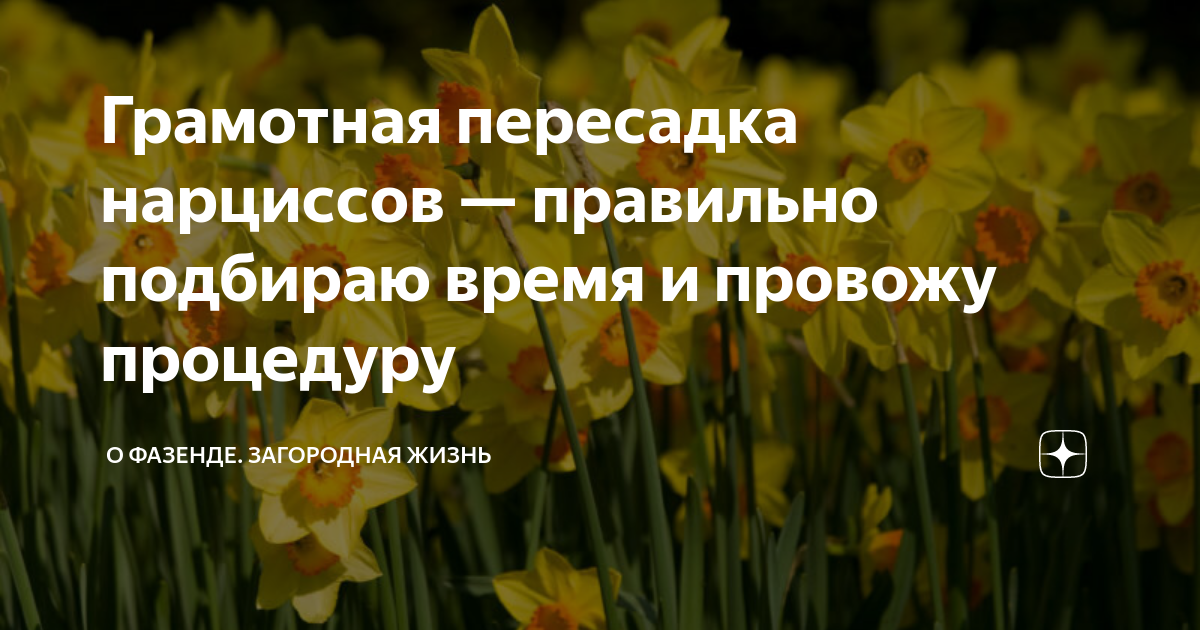 Грамотная пересадка нарциссов — правильно подбираю время и провожу ...