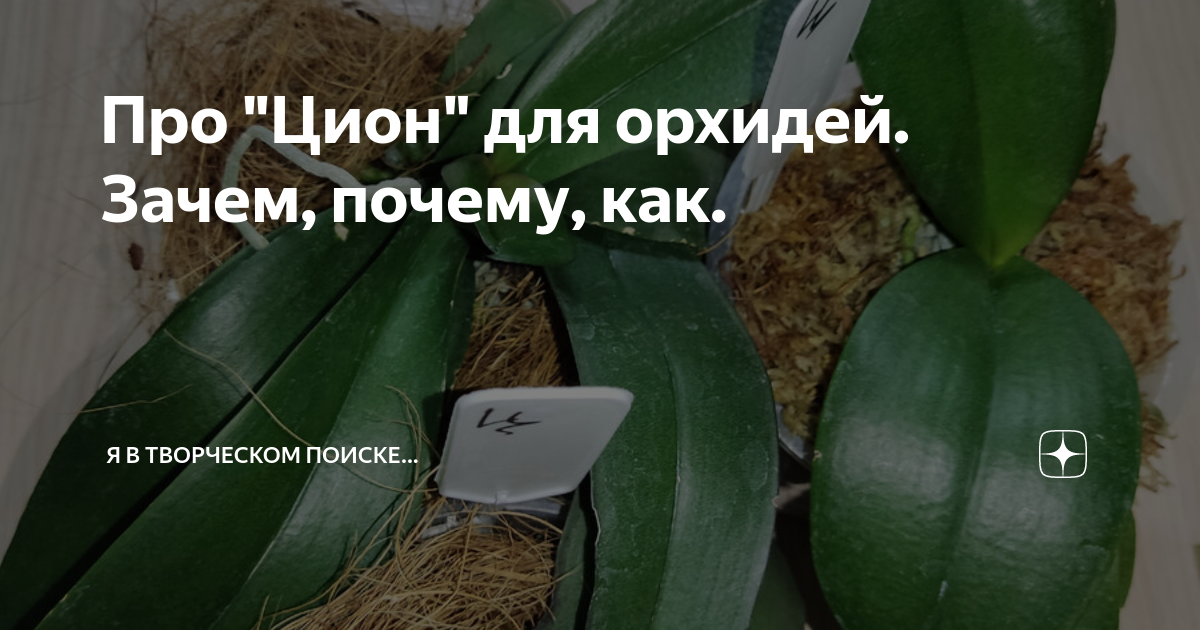 Про "Цион" для орхидей. Зачем, почему, как. | В творческом поиске | Дзен